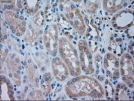 TRPM4 Antibody in Immunohistochemistry (Paraffin) (IHC (P))