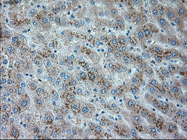 TRPM4 Antibody in Immunohistochemistry (Paraffin) (IHC (P))