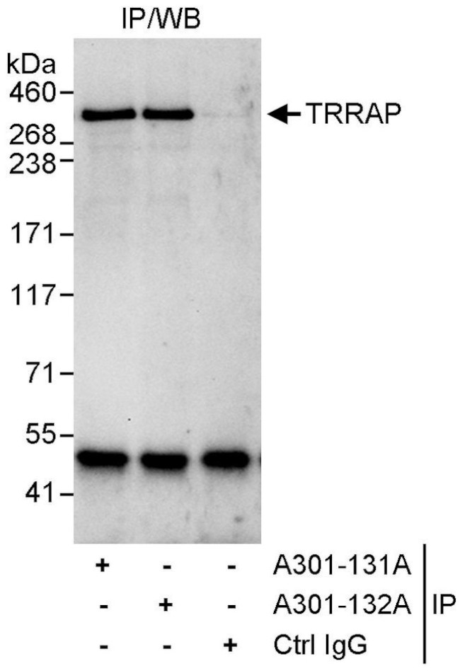 TRRAP Antibody in Immunoprecipitation (IP)