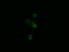 TSC22D3 Antibody in Immunocytochemistry (ICC/IF)