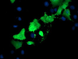 TSC22D3 Antibody in Immunocytochemistry (ICC/IF)