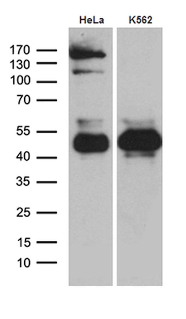 TSC22D4 Antibody in Western Blot (WB)