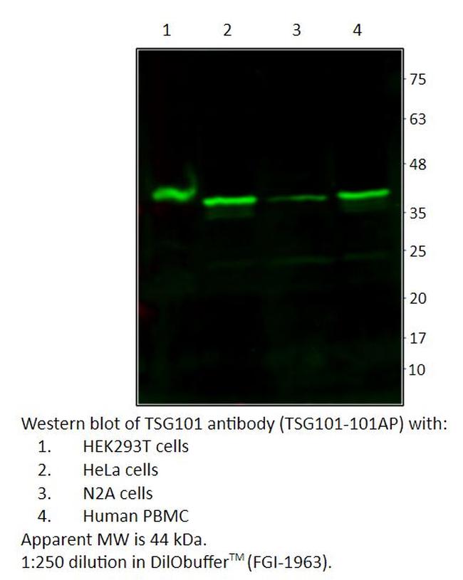 TSG101 Antibody in Western Blot (WB)