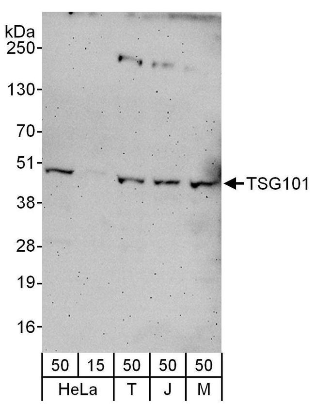 TSG101 Antibody in Western Blot (WB)