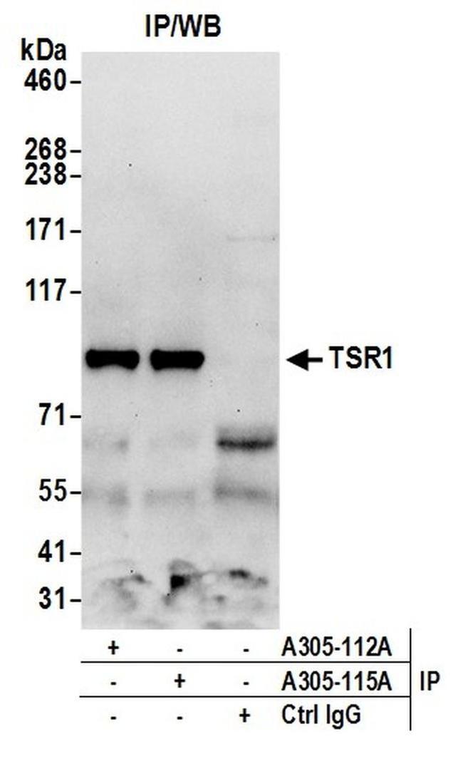 TSR1 Antibody in Western Blot (WB)