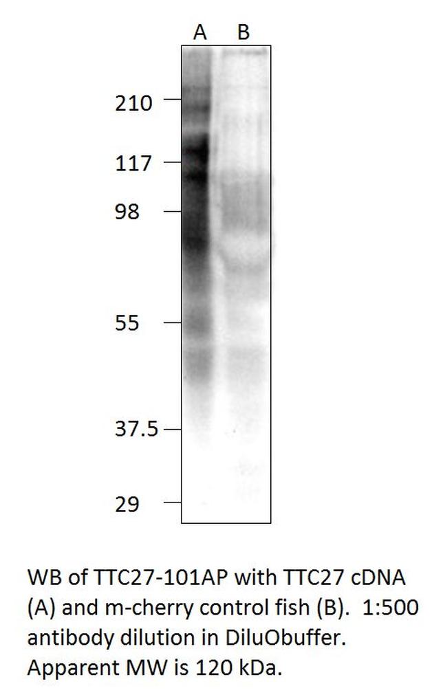 TTC27 Antibody in Western Blot (WB)