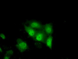 TTC32 Antibody in Immunocytochemistry (ICC/IF)