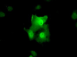 TTC32 Antibody in Immunocytochemistry (ICC/IF)