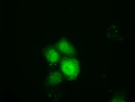 TTC32 Antibody in Immunocytochemistry (ICC/IF)