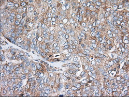 TTC32 Antibody in Immunohistochemistry (Paraffin) (IHC (P))