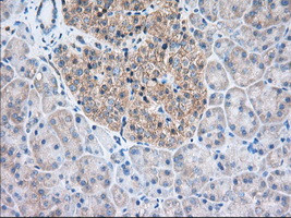 TTC32 Antibody in Immunohistochemistry (Paraffin) (IHC (P))