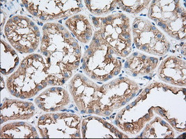 TTC32 Antibody in Immunohistochemistry (Paraffin) (IHC (P))