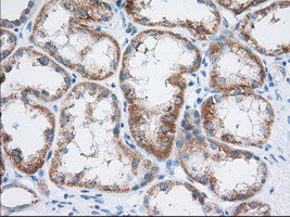 TTC32 Antibody in Immunohistochemistry (Paraffin) (IHC (P))