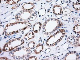 TTC32 Antibody in Immunohistochemistry (Paraffin) (IHC (P))