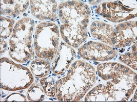 TTC32 Antibody in Immunohistochemistry (Paraffin) (IHC (P))