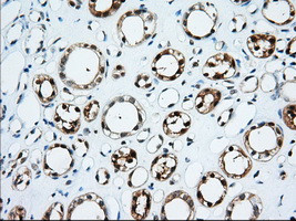 TTC32 Antibody in Immunohistochemistry (Paraffin) (IHC (P))