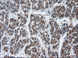 TTC32 Antibody in Immunohistochemistry (Paraffin) (IHC (P))