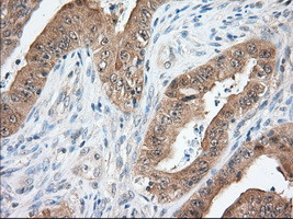 TTC32 Antibody in Immunohistochemistry (Paraffin) (IHC (P))