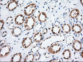 TTC32 Antibody in Immunohistochemistry (Paraffin) (IHC (P))