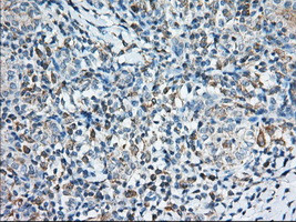 TTC32 Antibody in Immunohistochemistry (Paraffin) (IHC (P))