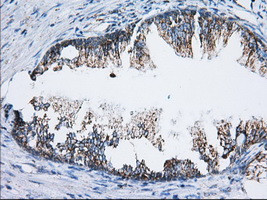 TTC32 Antibody in Immunohistochemistry (Paraffin) (IHC (P))