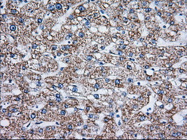 TTC32 Antibody in Immunohistochemistry (Paraffin) (IHC (P))