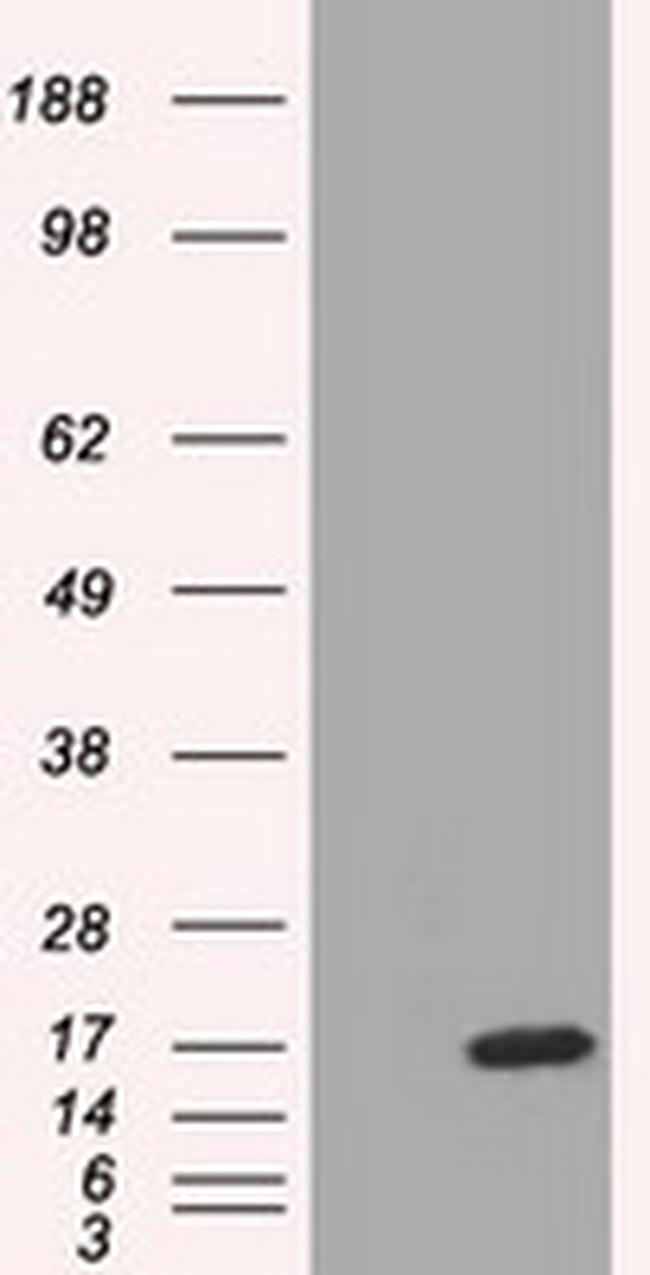 TTC32 Antibody in Western Blot (WB)