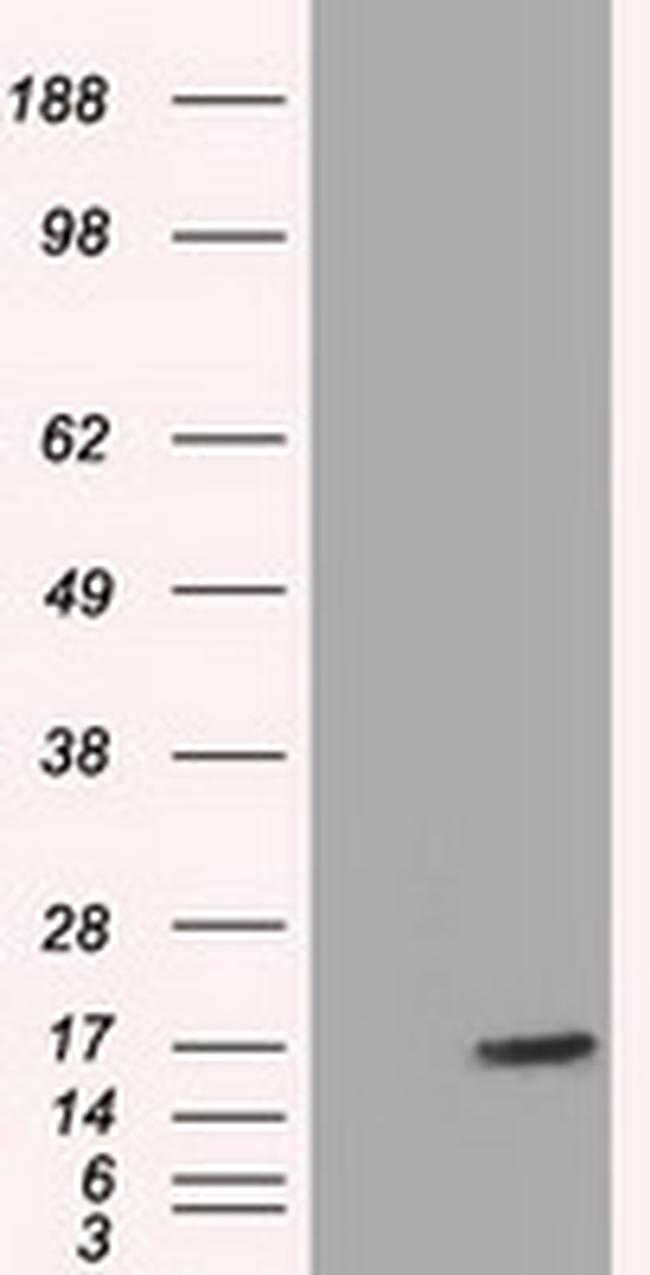 TTC32 Antibody in Western Blot (WB)