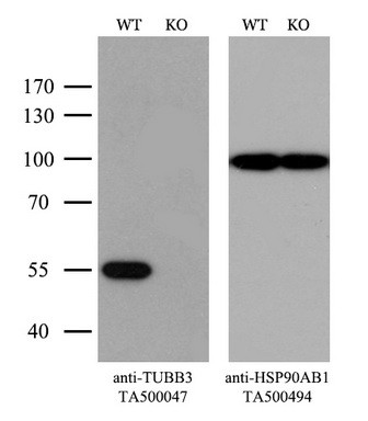 TUBB3 Antibody