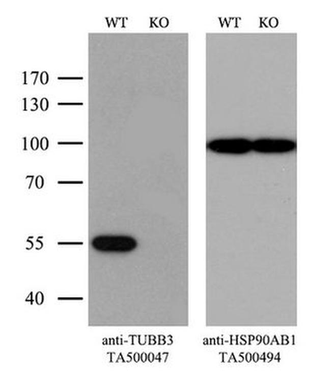 TUBB3 Antibody in Western Blot (WB)