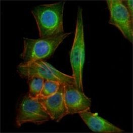 beta-3 Tubulin Antibody in Immunocytochemistry (ICC/IF)