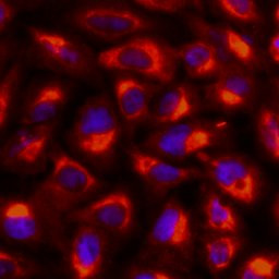 gamma Tubulin Antibody in Immunocytochemistry (ICC/IF)