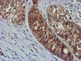 TULP3 Antibody in Immunohistochemistry (Paraffin) (IHC (P))