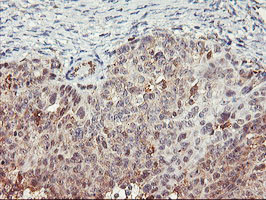 TULP3 Antibody in Immunohistochemistry (Paraffin) (IHC (P))