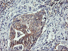 TULP3 Antibody in Immunohistochemistry (Paraffin) (IHC (P))