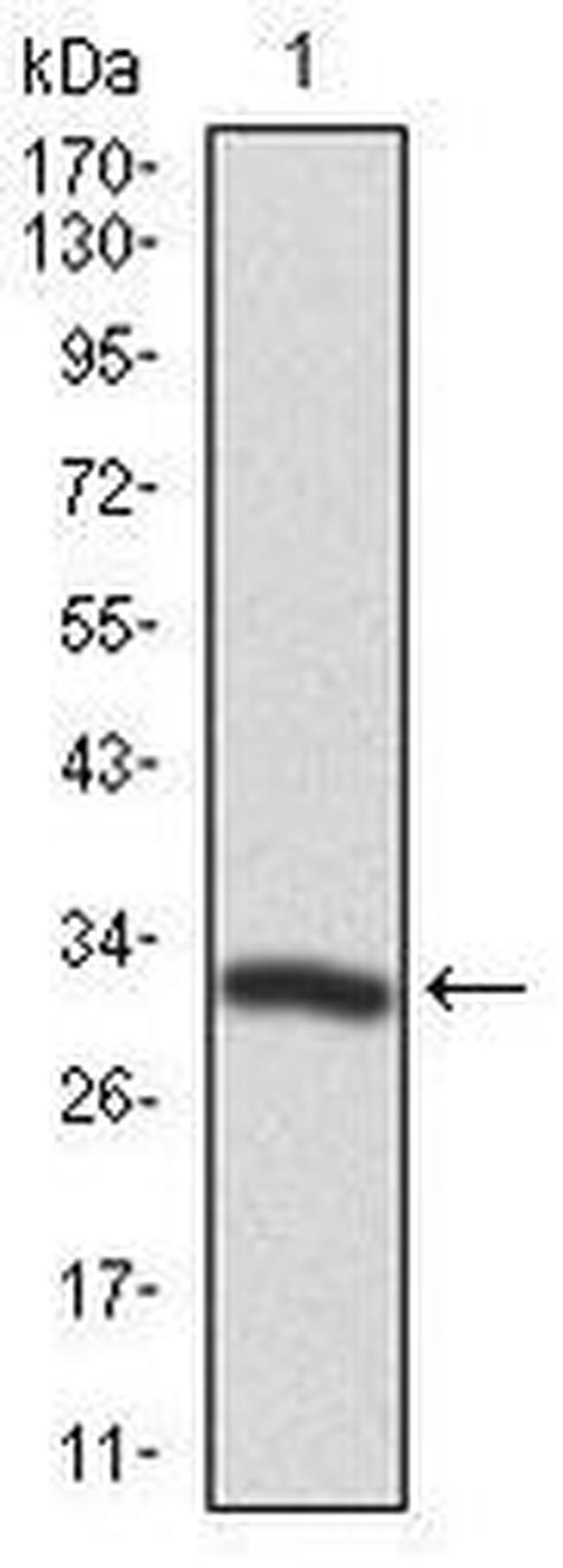 PTK9 Antibody in Western Blot (WB)