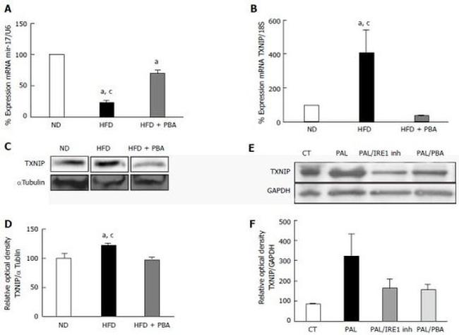 TXNIP Antibody in Western Blot (WB)