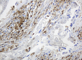 TYMP Antibody in Immunohistochemistry (Paraffin) (IHC (P))