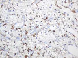 TYMP Antibody in Immunohistochemistry (Paraffin) (IHC (P))