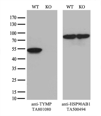 TYMP Antibody