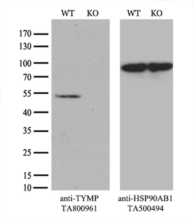 TYMP Antibody in Western Blot (WB)