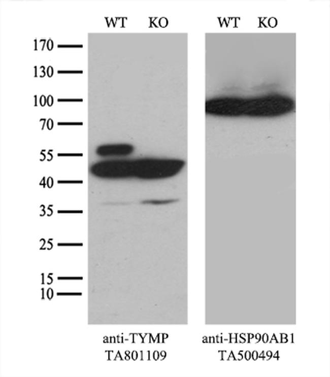 TYMP Antibody in Western Blot (WB)