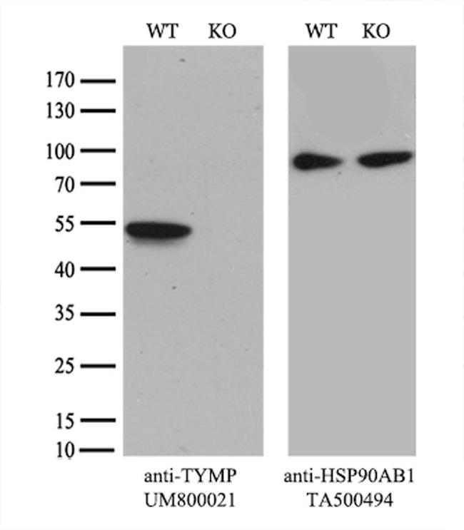 TYMP Antibody in Western Blot (WB)