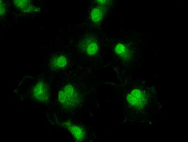 TYRO3 Antibody in Immunocytochemistry (ICC/IF)