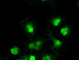 TYRO3 Antibody in Immunocytochemistry (ICC/IF)