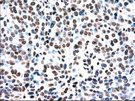 TYRO3 Antibody in Immunohistochemistry (Paraffin) (IHC (P))