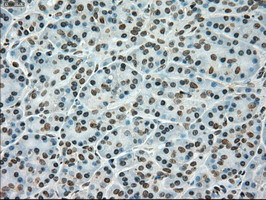 TYRO3 Antibody in Immunohistochemistry (Paraffin) (IHC (P))