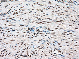 TYRO3 Antibody in Immunohistochemistry (Paraffin) (IHC (P))