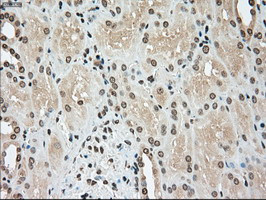 TYRO3 Antibody in Immunohistochemistry (Paraffin) (IHC (P))