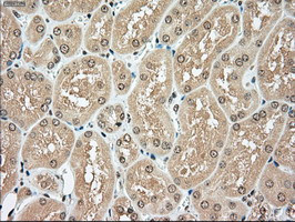 TYRO3 Antibody in Immunohistochemistry (Paraffin) (IHC (P))